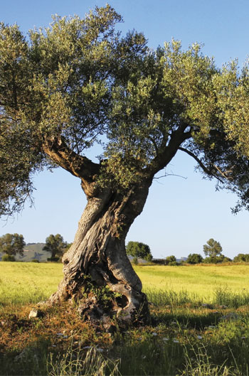 olivo