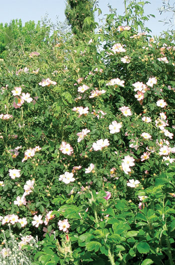 rosa canina